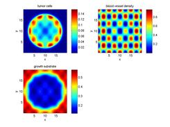 Simulating 2-D tumor growth with BioFVM