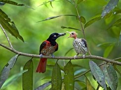 Bird Saver-II Screenshot 1