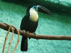 Bird Saver-II Screenshot 4