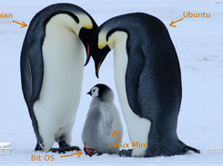 The Penguin Family