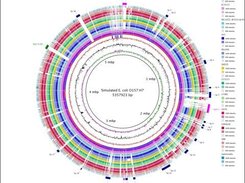 BRIG Example genome against > 20 other genomes