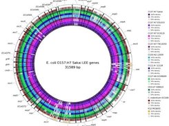 List of LEE genes compared with raw reads of genomes