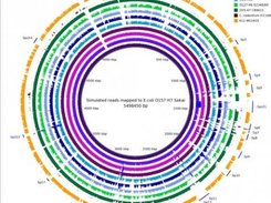 read mapping coverage against E. coli O157:H7 Sakai