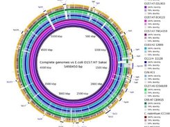 Complete genome sequences against E. coli O157:H7 Sakai 