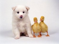 Pato