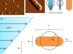 Model of a cell under the laminar flow near the wall