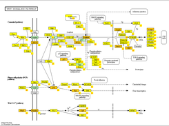 2nd generation pathway modification diagram