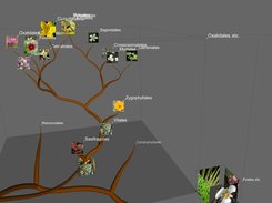 Trees and subtrees with image boxes for orders of angiosperms found in Arizona (USA)