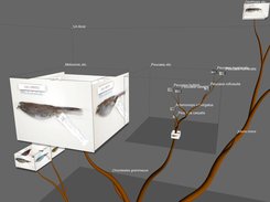 Screenshot of Ceiba displaying a small phylogeny of birds in 3D layout. Bird images were obtained from the University of Arizona Museum of Natural History digital archive. Large image cube on left displays images from four species contained within the subtree at that node. Translucent cube on right displays a subtree with its image box minimized and its tree rendered, with image cube displayed for its leaves. 