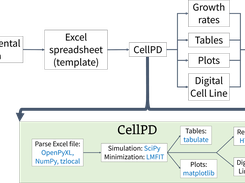 CellPD takes in experimental data and automatically quantifies key aspects of cell phenotype and generates useful outputs.