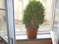 The flower pot
