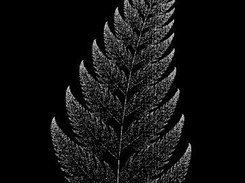 A barnsley fern