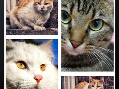 CHTCollectionViewWaterfallLayout Screenshot 1