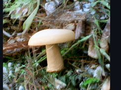 CLIP Guided Diffusion Screenshot 1