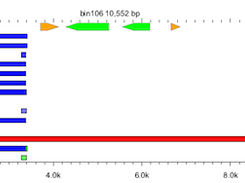 Accessory genome distribution