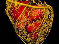 Radius fields and cylinders, heart and coronaries