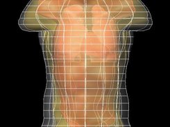 Translucency: the torso model