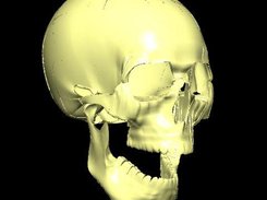 Jaw model