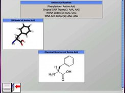 The Analysis Screen (when amino acid is found via wizard)