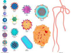 Virology Diagram