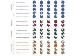 Coulson Plot showing many protein complexes across taxa