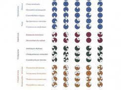 Coulson Plot showing many protein complexes across taxa