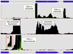 COV2HTML combine analysis. Three coverages from two experiments done with the same genome reference, RNA-seq and TSS, were mixed in one view. a) Strand plus transcriptional start site (TSS+); b) non-stranded RNA-seq, to detect gene expression; c) Strand minus transcriptional start site (TSS-). A dashed red insert show the 10x Y-scale zoom of TSS region. In TSS experiments green lines represent the first base coverage of sequence reads.