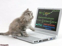 i didnt know cats love computers?