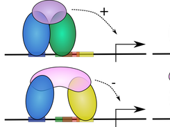 combinatorial transcription factor complexes