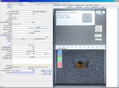 Specimen data transcription screen in the thick Java client