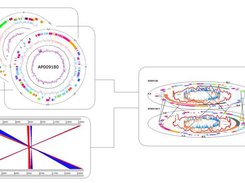 Evolution in circular and comparative genome maps