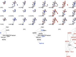 An example of dynamic clusters in Yeast Metabolic Cycle