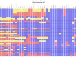 Diversity map: 35 accessions, compared with 2 references