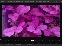 A JPEG image set to manual quality of 55%