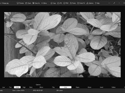 Greyscale filter applied