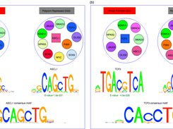 De-novo motifs in different chromatin states