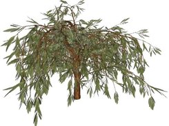 Salix Babylonica tree model rendering using EcoMod