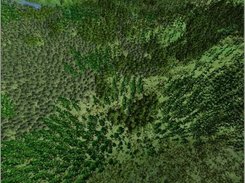 Visualization of a large ecosystem simulation (4 sq.km)