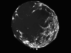 F-Tracker3D: time-lapse experiment with fluorescent cells floating in a 3D spheroid