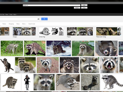 Drifter looking up some cute coons.