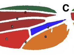 intervein area heat map