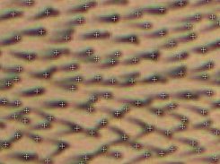 trichome detection