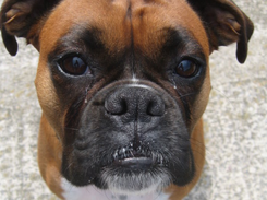 Alerta de que se ha encontrado este perro en la zona