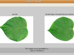 side-by-side display for comparing leaves