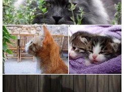 FlexboxLayout Screenshot 2