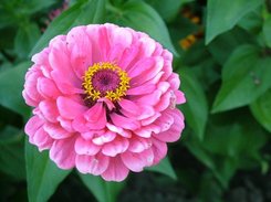 Flower Saver Screenshot 2