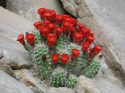 Flower Saver Screenshot 6