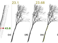 tree parameters