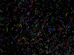 Visualization of fast-migrating cells (i.e., bright blobs) and their trajectories (in color) over 12 hours.