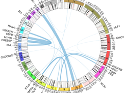Fusion genes detected in RNA-seq data of 806 AML patients. Thickness of lines indicates recurrence.